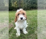 Small #47 Cavapoo-Poodle (Miniature) Mix