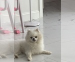 Small Photo #1 Pomeranian Puppy For Sale in HOLLYWOOD, FL, USA