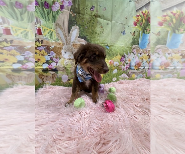 Medium Photo #78 Australian Shepherd Puppy For Sale in NEW BRAUNFELS, TX, USA