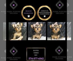 Yorkshire Terrier Puppy for sale in WARSAW, IN, USA