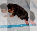 Small Photo #205 Yorkshire Terrier Puppy For Sale in AKRON, OH, USA