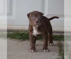 American Bully Puppy for sale in CHAMPAIGN, IL, USA