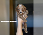 Small #3 Goldendoodle (Miniature)