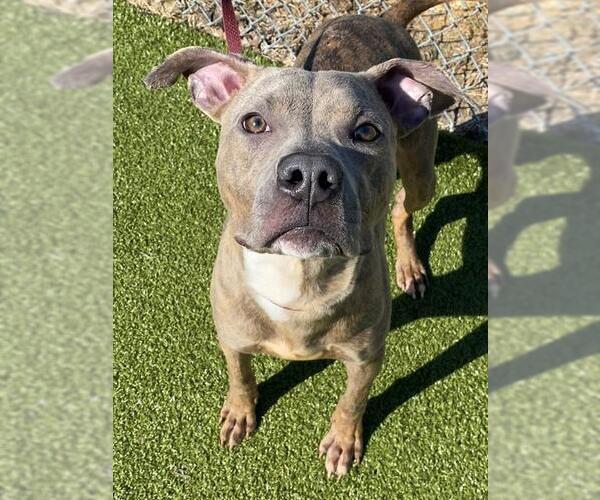 Medium Photo #2 Mutt Puppy For Sale in Fayetteville, NC, USA