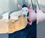 Small Photo #4 Miniature Bull Terrier Puppy For Sale in LOMPOC, CA, USA