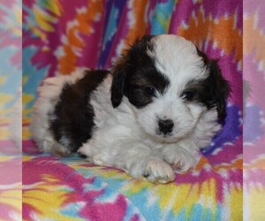 Australian Shepherd-Poodle (Toy) Mix Puppy for sale in SUNBURY, PA, USA