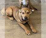 Small #2 Black Mouth Cur-Labrador Retriever Mix