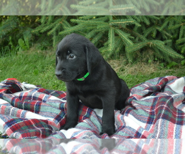 Medium Photo #2 Labrador Retriever Puppy For Sale in GREENWOOD, WI, USA