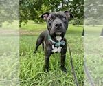 Small Mutt