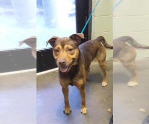 German Shepherd Dog-Unknown Mix Dogs for adoption in Tulsa, OK, USA