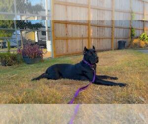 Blossom - Female Mutt Dog for Adoption - Photo #2