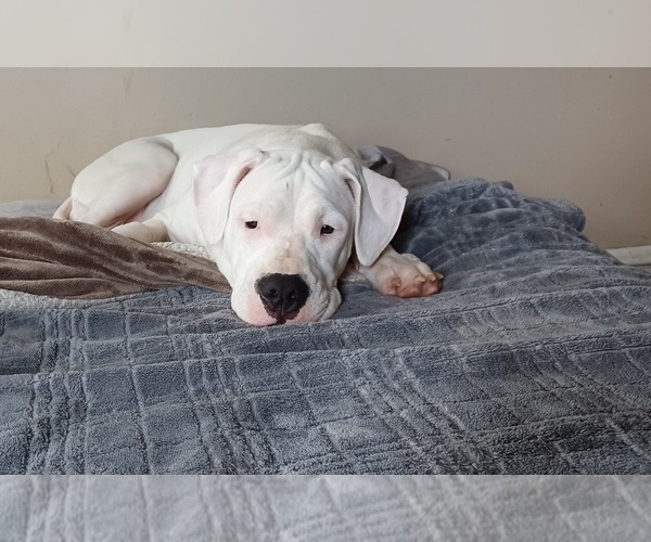 Medium Photo #3 Dogo Argentino Puppy For Sale in WILMINGTON, DE, USA