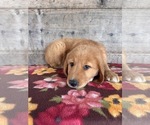 Small #17 Golden Retriever