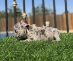 Small #17 French Bulldog