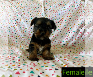 Yorkshire Terrier Puppy for sale in AMSTERDAM, MO, USA