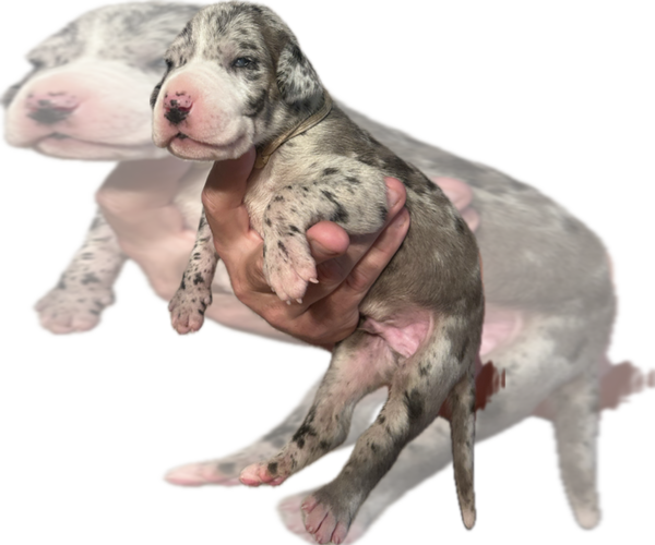 Medium Photo #1 Great Dane Puppy For Sale in WILLIS, TX, USA