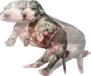 Medium Great Dane