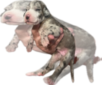 Puppy Mack Great Dane