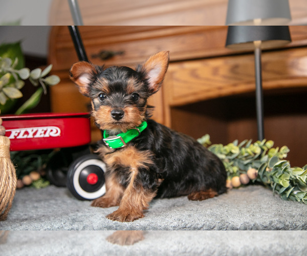 Medium Photo #4 Yorkshire Terrier Puppy For Sale in NAPPANEE, IN, USA