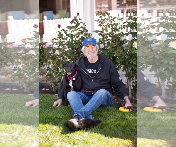 Medium Photo #18 Carolina Dog-Labrador Retriever Mix Puppy For Sale in San Jose, CA, USA