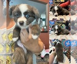 Puppy Blue Merle Miniature Australian Shepherd