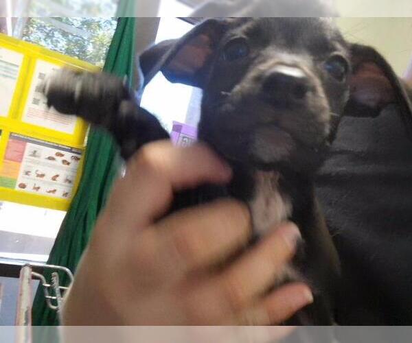Medium Photo #1 Labrador Retriever-Unknown Mix Puppy For Sale in Tulsa, OK, USA