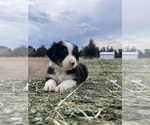 Small Photo #3 Australian Shepherd Puppy For Sale in COTTONWOOD, CA, USA