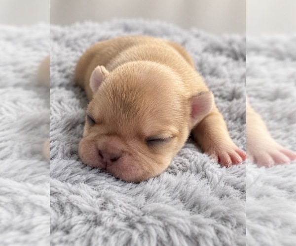 Medium Photo #1 French Bulldog Puppy For Sale in SACRAMENTO, CA, USA