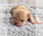 Puppy Honey French Bulldog