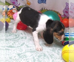 Beagle Puppy for sale in RATTAN, OK, USA