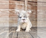 Small #1 French Bulldog