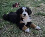 Small Photo #24 Bernese Mountain Dog Puppy For Sale in SALMON, ID, USA