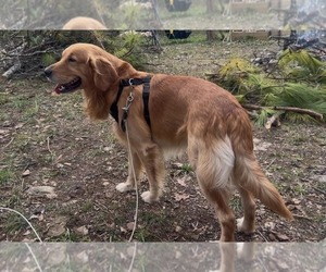 Father of the Golden Pyrenees puppies born on 05/17/2026