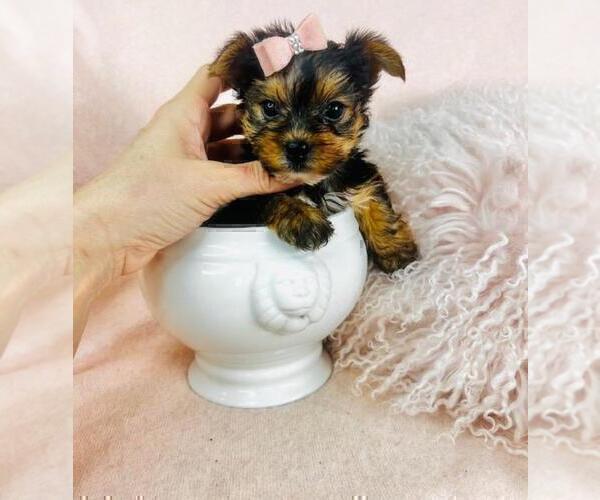 Medium Photo #9 Yorkshire Terrier Puppy For Sale in BAYVILLE, NJ, USA