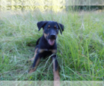 Small #5 Shepweiller