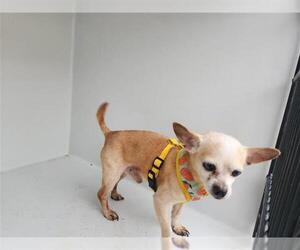 Chihuahua-Unknown Mix Dogs for adoption in Houston, TX, USA
