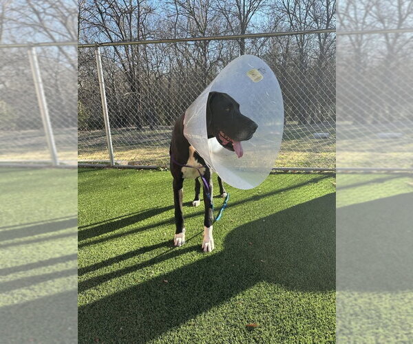 Medium Photo #4 Great Dane Puppy For Sale in Bullard, TX, USA
