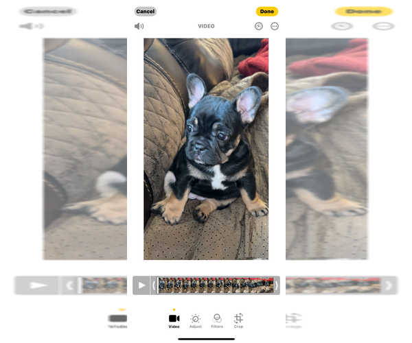 Medium Photo #1 French Bulldog Puppy For Sale in CORDOVA, AL, USA