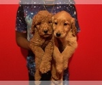 Small Photo #4 Goldendoodle-Poodle (Standard) Mix Puppy For Sale in DETROIT, MI, USA
