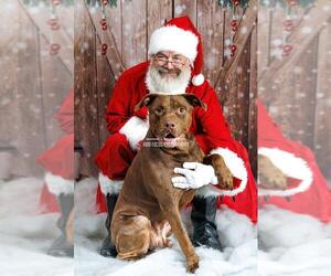 Chopo-$75 Adoption Fee! Diamond Dog! - Male Labrador Retriever-Unknown Mix Dog for Adoption - Photo #6