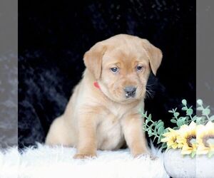 Labrador Retriever Puppy for sale in GAP, PA, USA