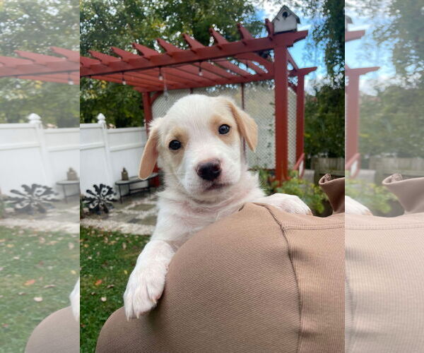 Medium Photo #4 Labrador Retriever-Unknown Mix Puppy For Sale in Derwood, MD, USA