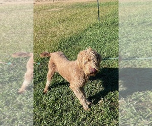 Labradoodle-Poodle (Standard) Mix Puppy for sale in PIKEVILLE, NC, USA