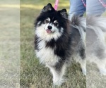 Small #6 Pomsky