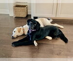 Small #3 Collie Mix