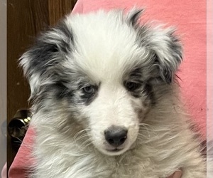 Shetland Sheepdog Puppy for Sale in FORT MORGAN, Colorado USA