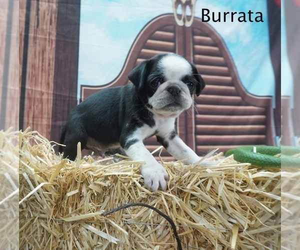 Medium Photo #2 Pug Puppy For Sale in SPRING CITY, PA, USA
