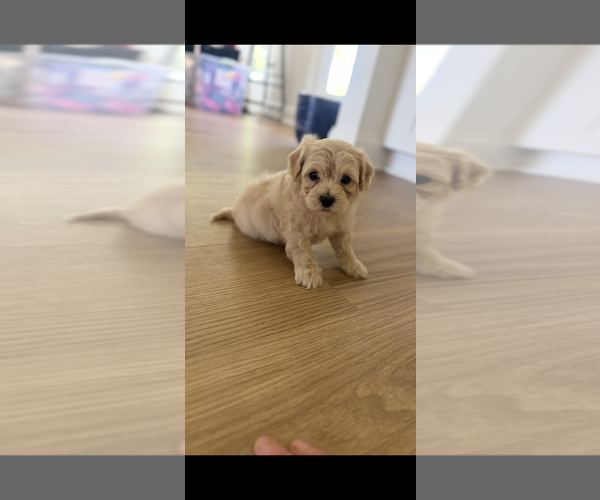 Medium Photo #1 Morkie Poo (Toy) Puppy For Sale in MONTEGUT, LA, USA