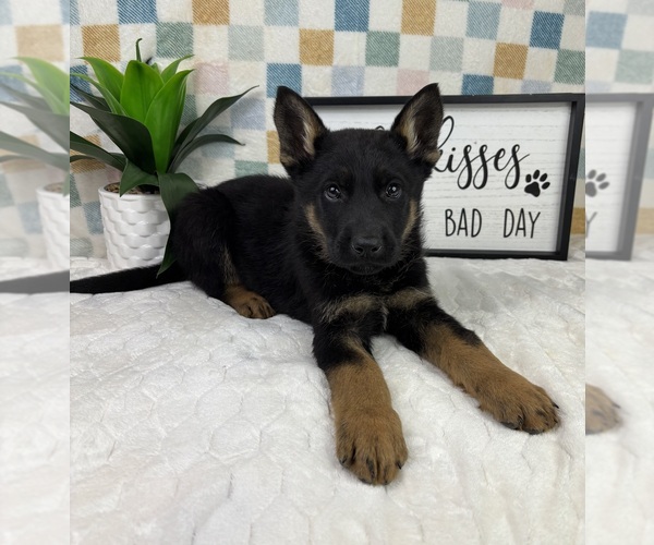 Medium Photo #5 German Shepherd Dog Puppy For Sale in FRANKLIN, IN, USA