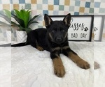 Small #4 German Shepherd Dog